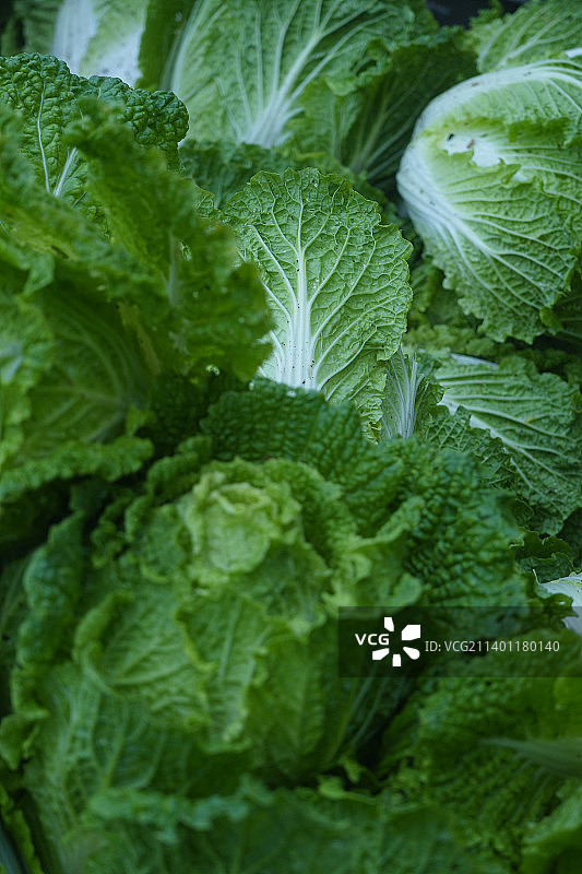 翠绿树叶的完整画面，印度尼西亚图片素材