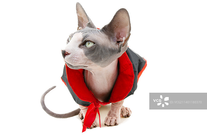 穿着恐怖服装和黑色德古拉斗篷庆祝万圣节的滑稽斯芬克斯猫图片素材