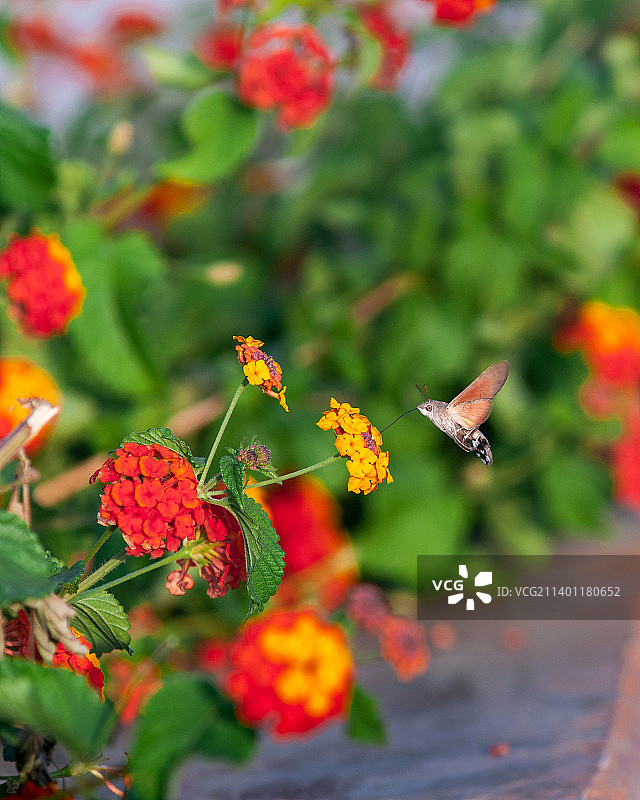 蝴蝶在红色花朵上采蜜特写图片素材