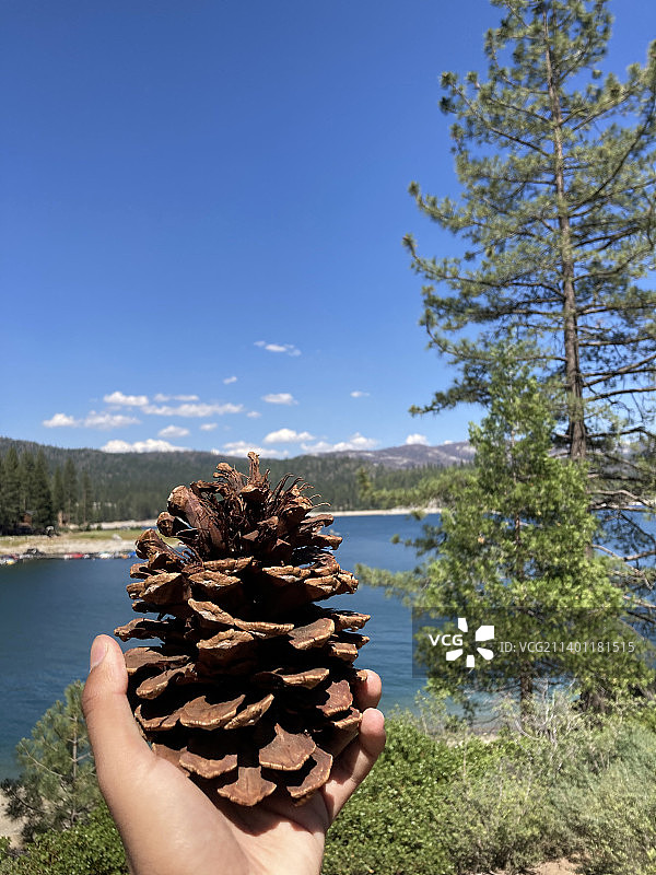 手持松果，背景为湖面的裁剪图图片素材