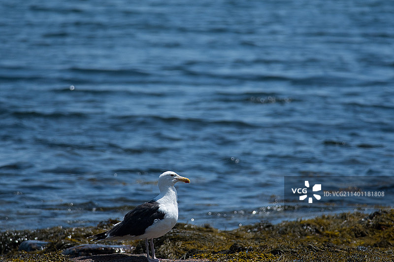 美国缅因州海岸的黑背鸥图片素材