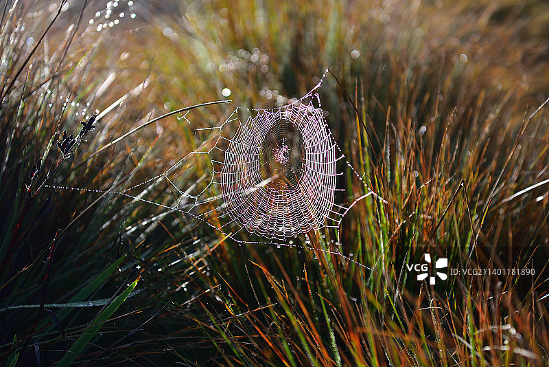 斯里兰卡清晨草地上的蜘蛛网图片素材