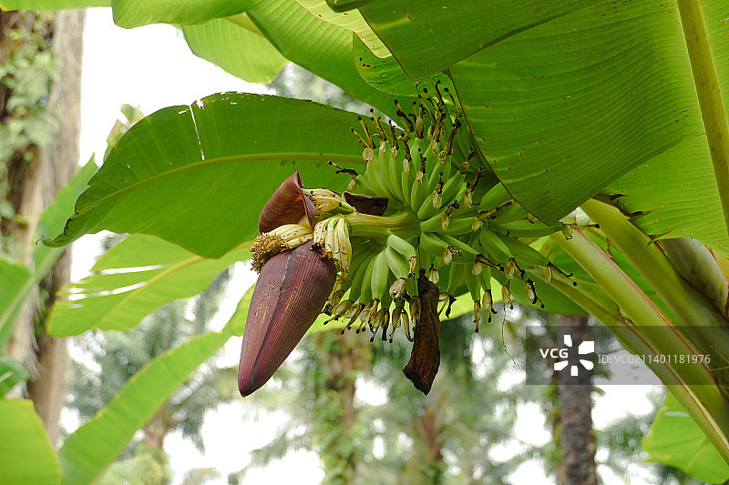 仰视香蕉树，马来西亚柔佛州东甲图片素材