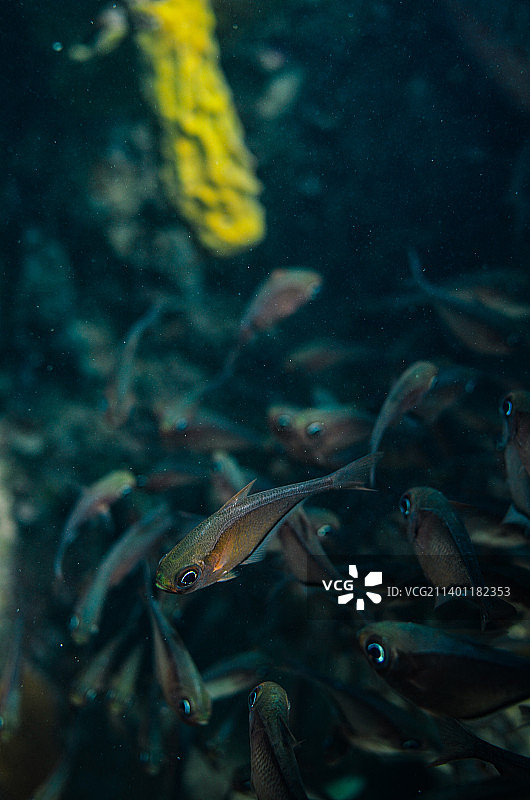 在巴巴多斯水族馆中游泳的热带咸水鱼特写图片素材