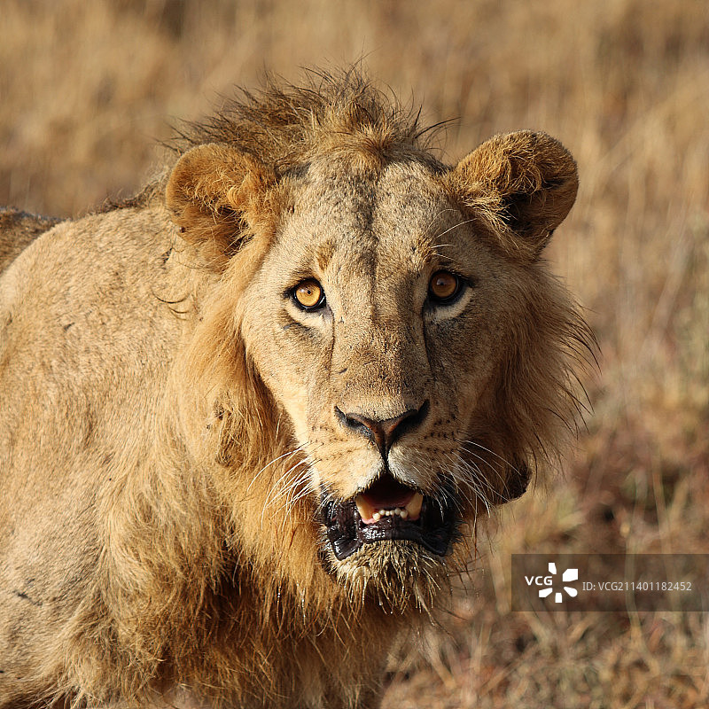 内罗毕国家公园狮子的特写图片素材
