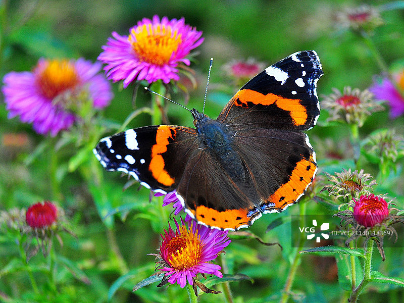 蝴蝶在紫色花上授粉的特写图片素材