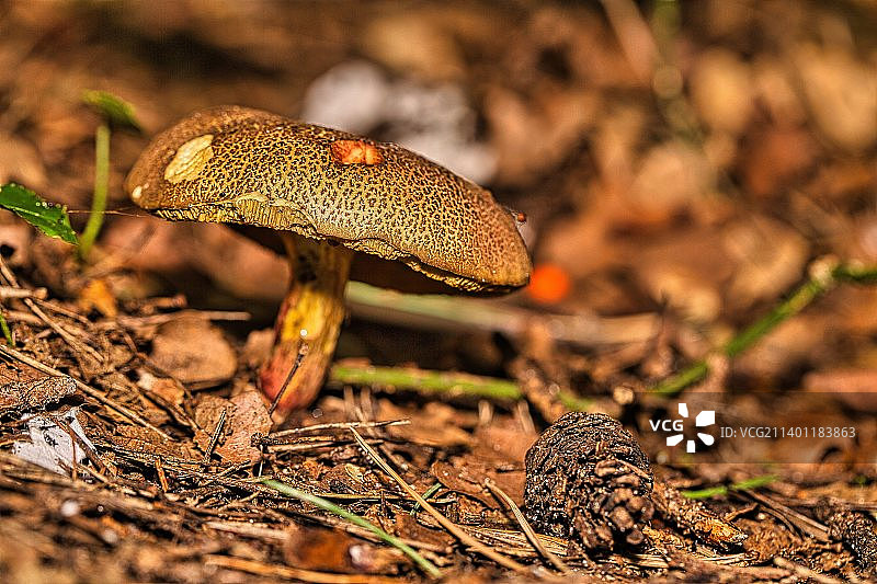 蘑菇在田间生长的特写图片素材