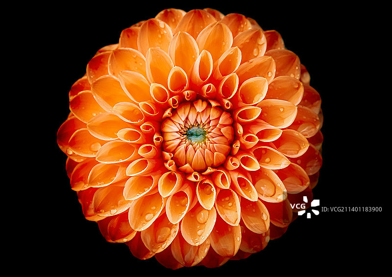 黑色背景下的橙色花朵特写图片素材