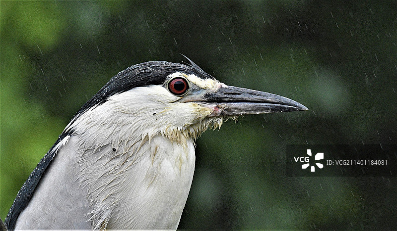 户外苍鹭栖息特写图片素材