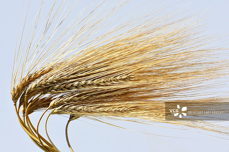 天空下田野里生长的大麦特写图片素材