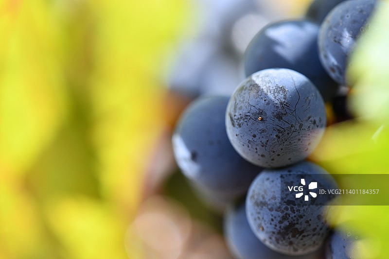 葡萄特写图片素材