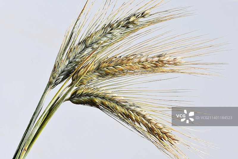 白色背景下的黑小麦特写图片素材