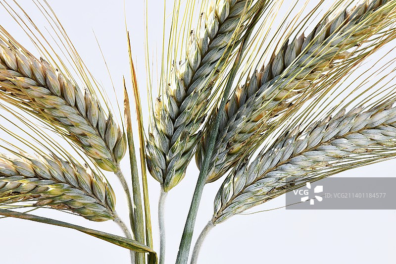 晴空下田野里生长的小麦特写图片素材