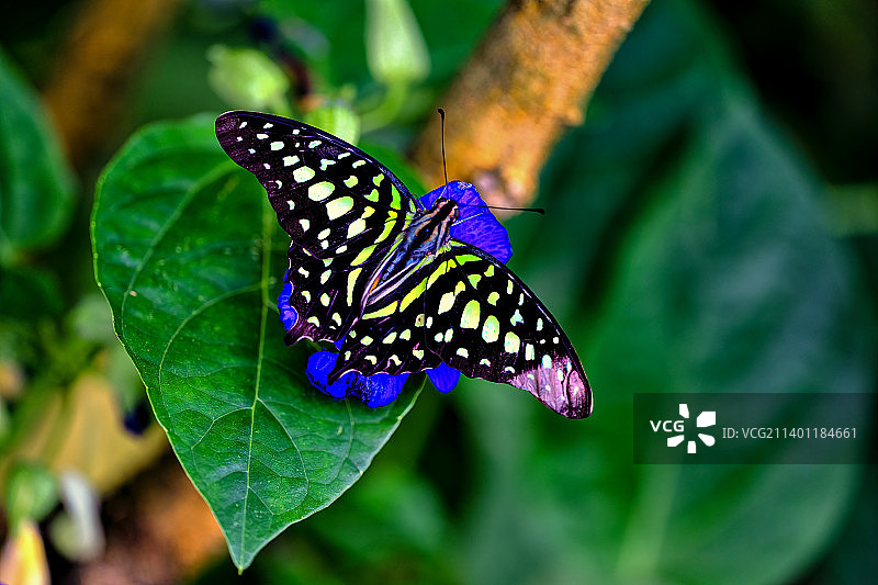 树叶上的蝴蝶特写图片素材