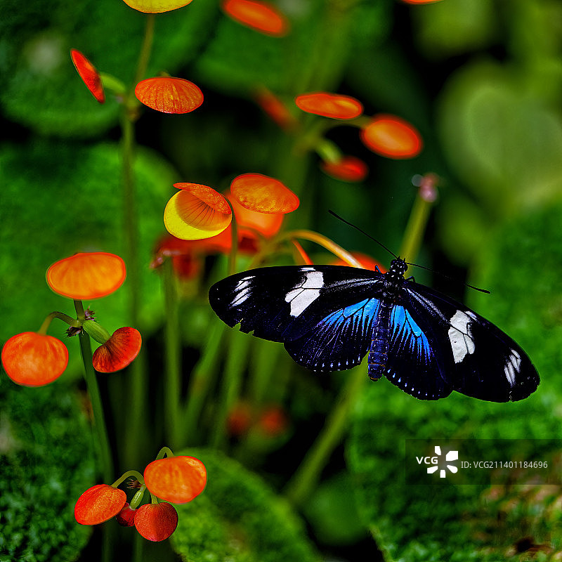 绿带燕凤蝶叶片摄影，布拉格图片素材