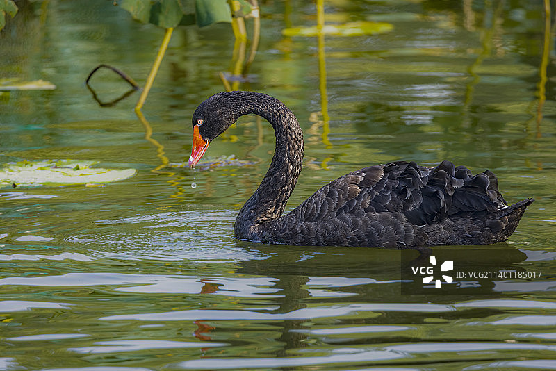 黑天鹅图片素材
