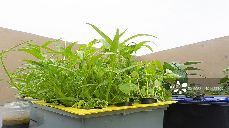白色背景下的盆栽植物特写，印度尼西亚图片素材