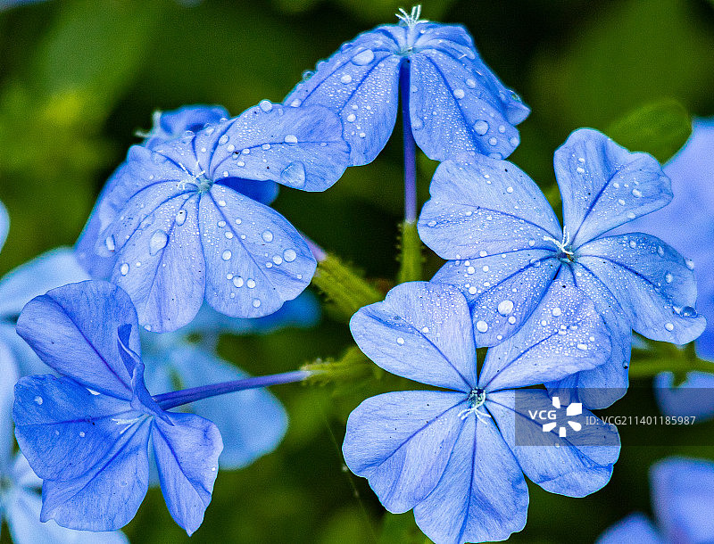 美国佛罗里达州棕榈港紫色绣球花上的水滴特写图片素材