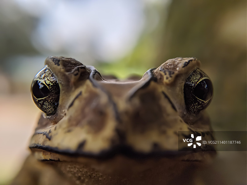 陆地上青蛙特写图片素材