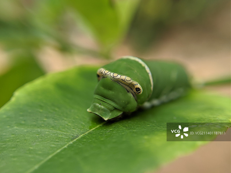 毛毛虫在树叶上的特写图片素材