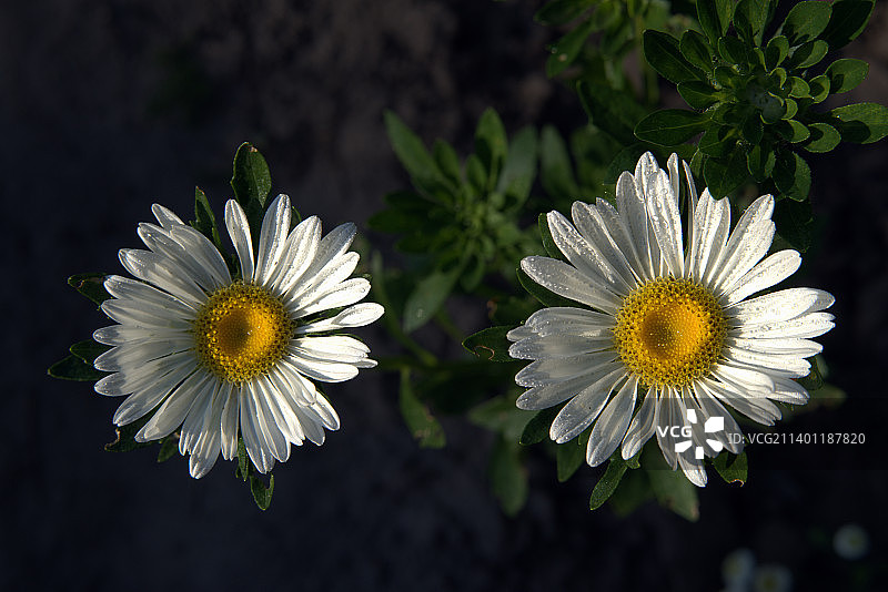 白色雏菊花的特写图片素材
