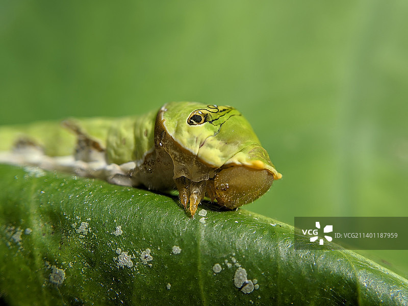马来西亚丁加奴州Jerteh的树叶上的青蛙特写图片素材