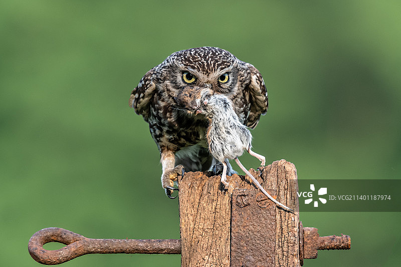 英国伯克郡的小猫头鹰与小鼠图片素材