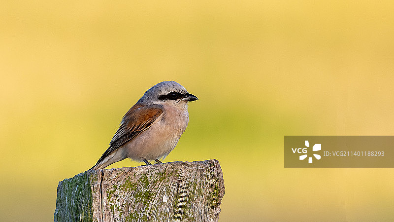 栖息在木头上的鸣禽特写图片素材