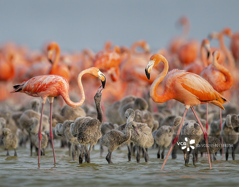 湖中火烈鸟特写图片素材