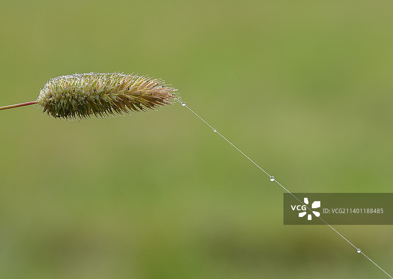 蒲公英在植物上的特写图片素材