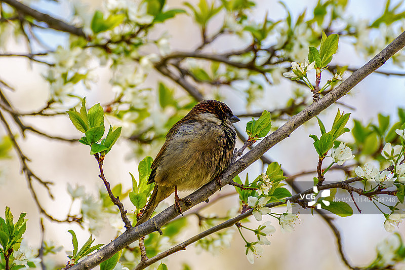 栖息在树上的鸣禽特写，俄罗斯阿尔马维尔图片素材