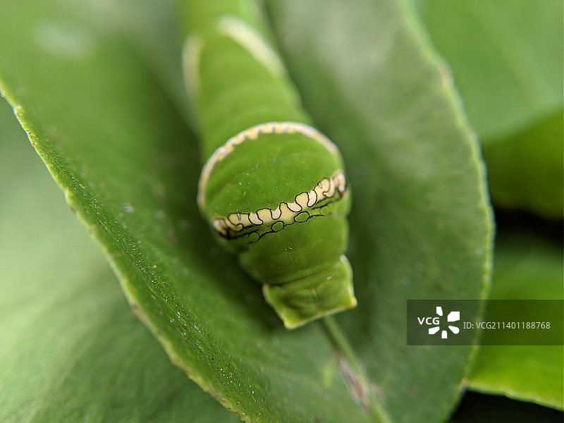毛毛虫在树叶上的特写图片素材
