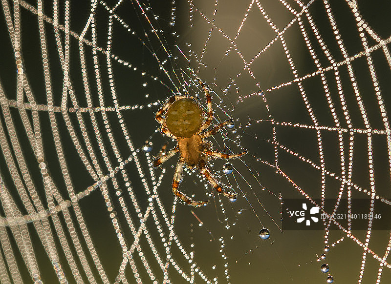 湿蜘蛛网特写图片素材