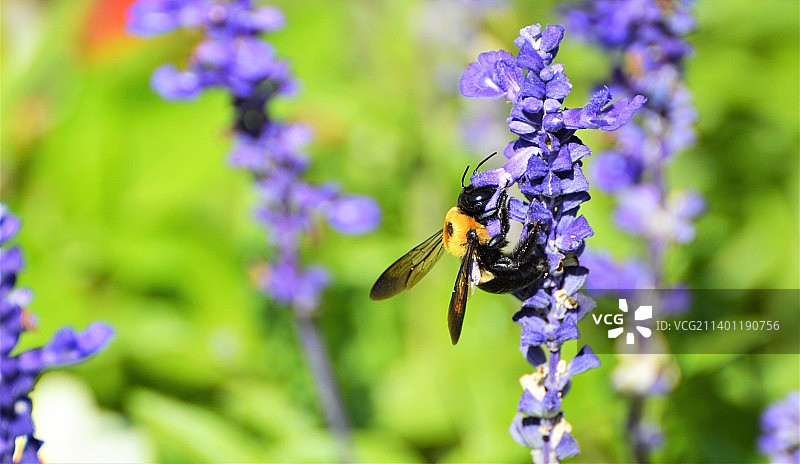 美国新泽西米德尔敦蜜蜂在紫色花朵上授粉特写图片素材
