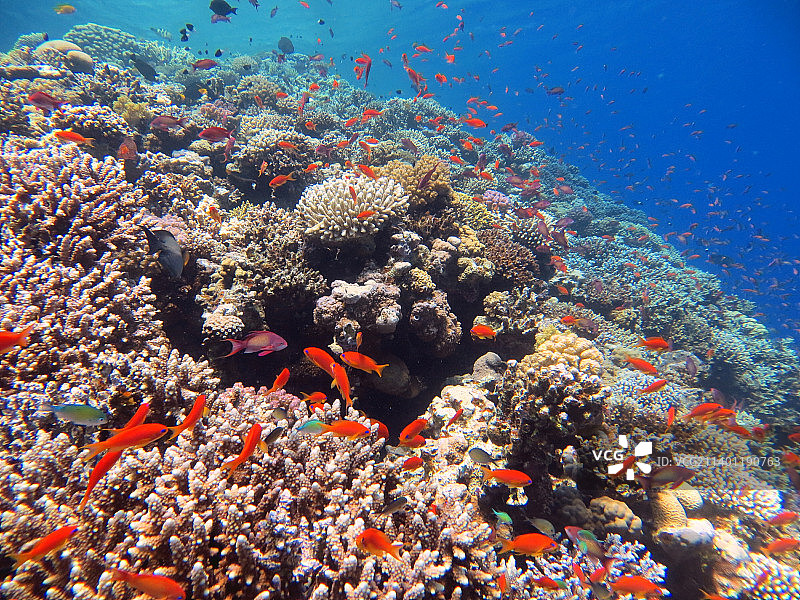 红海鱼类与珊瑚礁图片素材