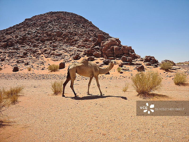 单峰骆驼站在沙漠中，以晴朗的天空为背景的侧面图图片素材