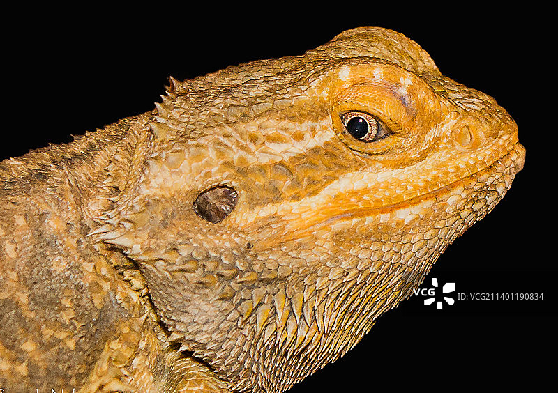 黑色背景下的胡须蜥蜴特写图片素材