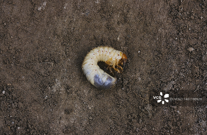 树叶上的昆虫高角度视图图片素材