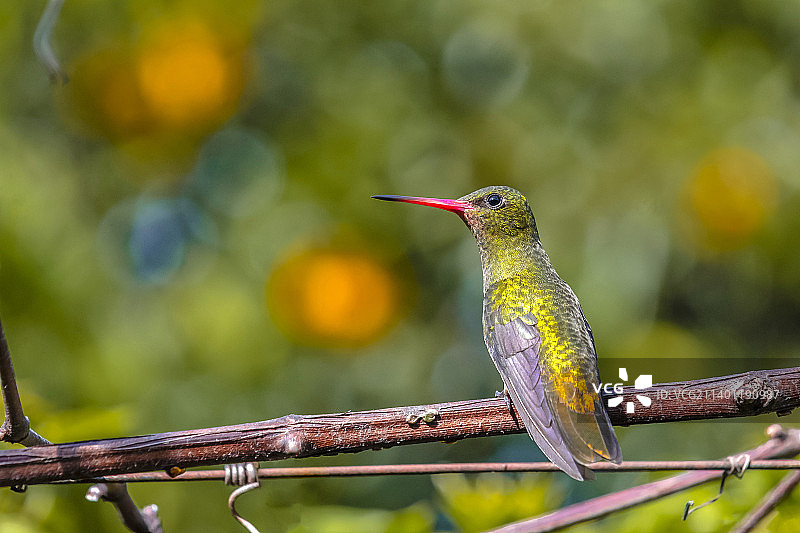 蜂鸟栖息在树枝上的特写，巴西图片素材