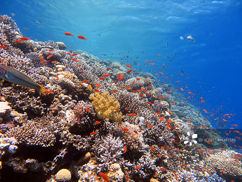 红海鱼类与珊瑚礁图片素材