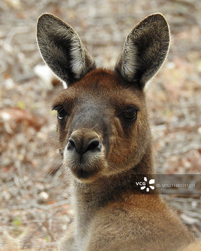 澳大利亚西澳大利亚州亚拉代尔的鹿特写肖像图片素材