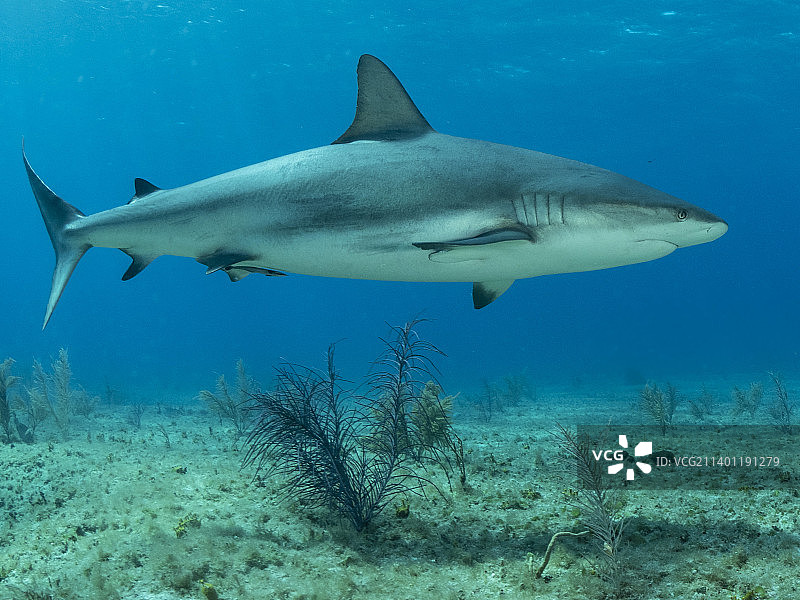 巴哈马比米尼岛海域游泳的鲨鱼特写图片素材