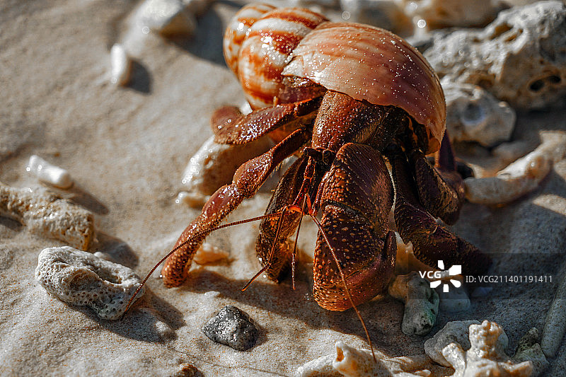 马来西亚热浪岛沙滩上蟹特写图片素材