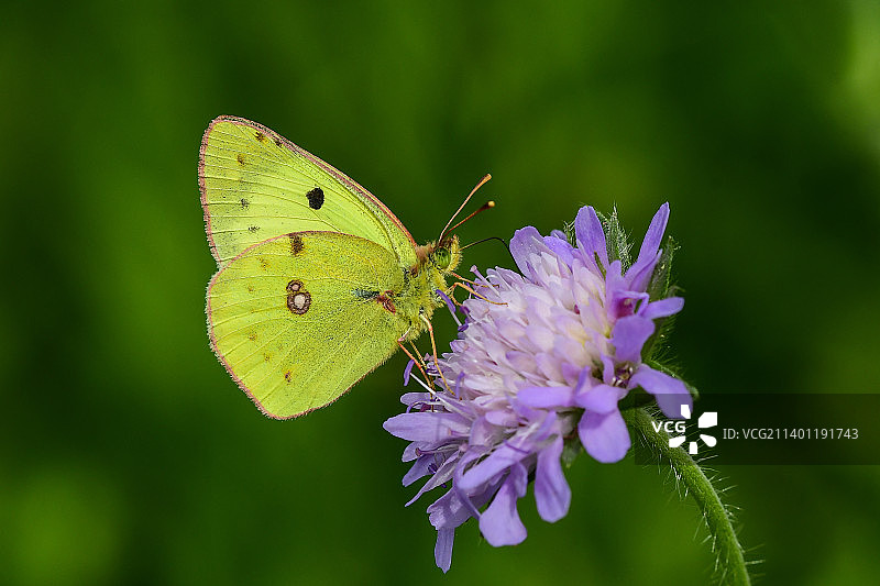 淡黄云彩黄粉蝶，德国代滕海姆图片素材
