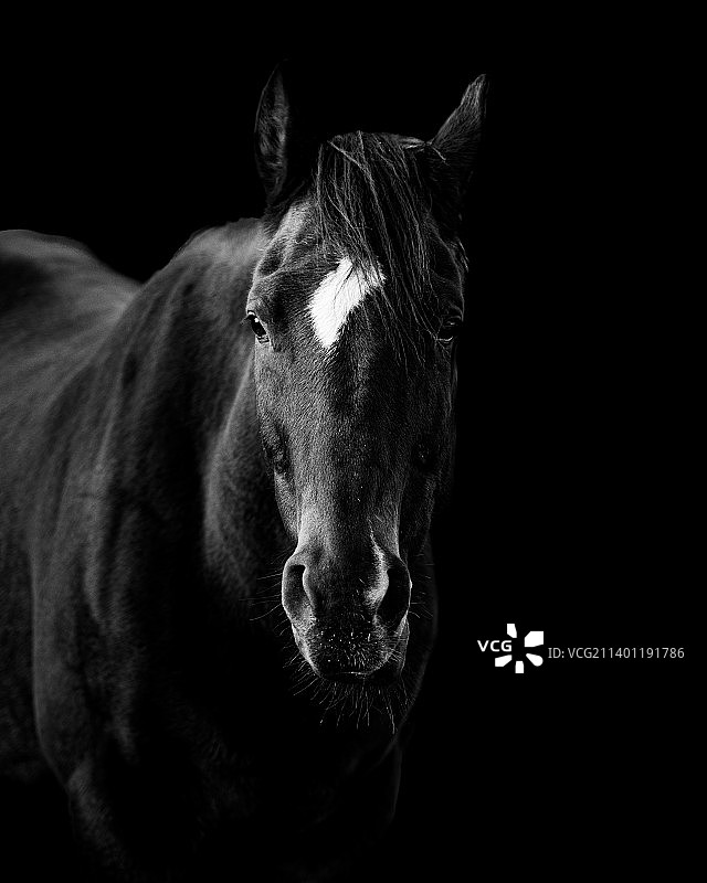 特写：黑色背景下的马图片素材