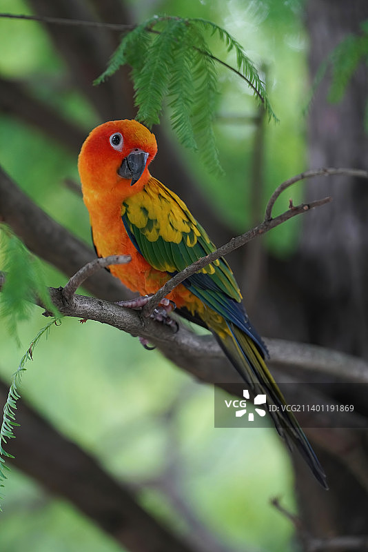 栖息在中国台湾树枝上的鹦鹉特写图片素材