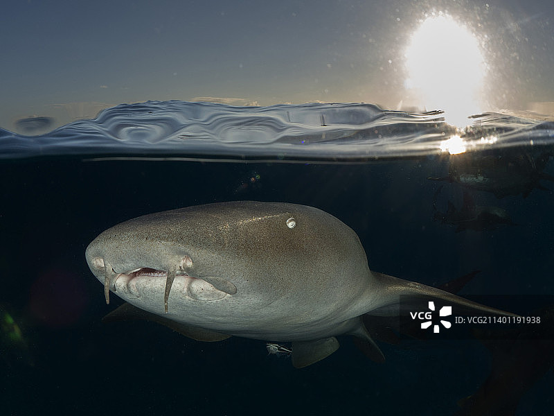 巴哈马比米尼岛海域游泳的鲨鱼特写图片素材