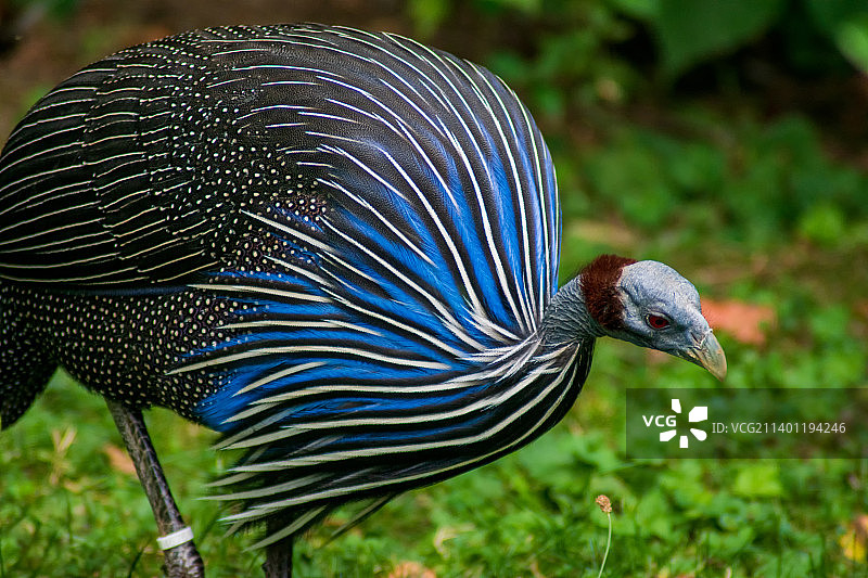 特写的孔雀图片素材