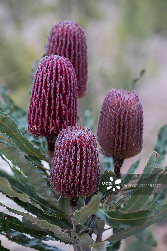 粉色植物特写，澳大利亚堪培拉图片素材