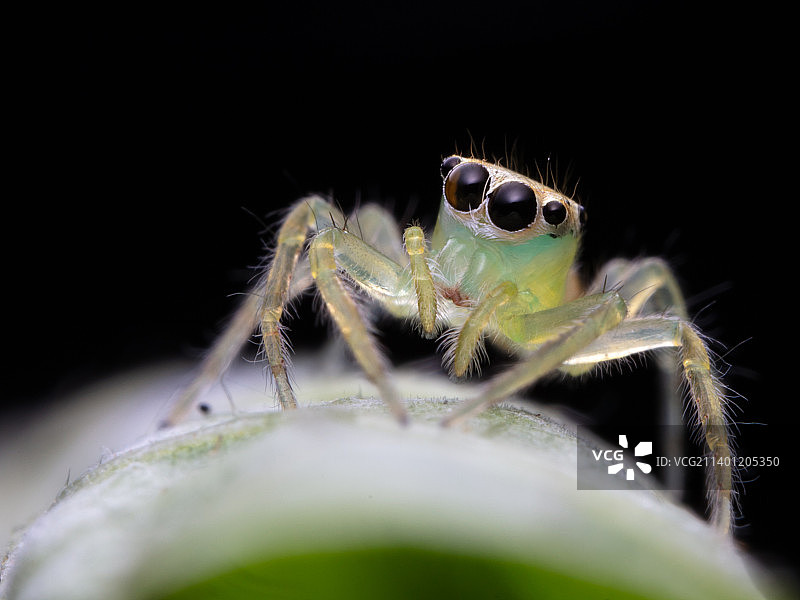 艾普荣蛛图片素材